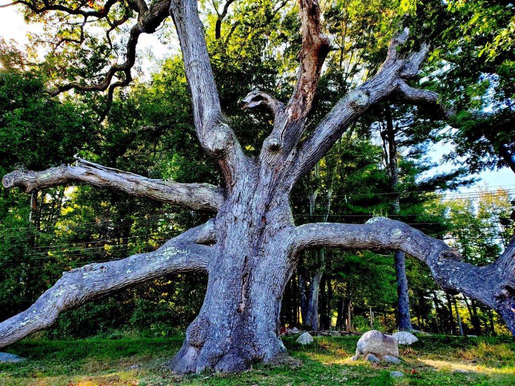 A large tree