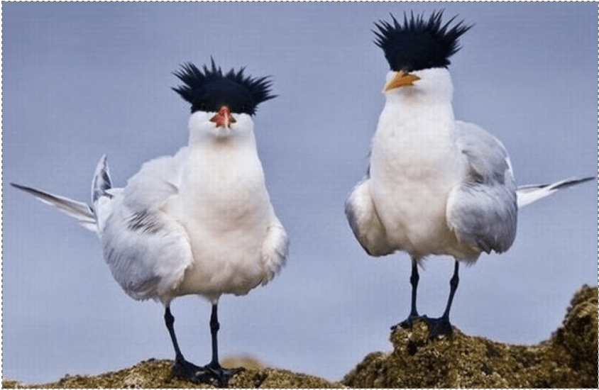 Photo of two birds standing on rocks with black hair covering their eyes 